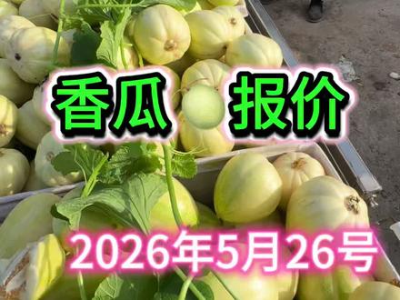 吉林省梨树县杨家村香瓜主产区,香瓜大面积成熟产能过剩,老百姓希望各地老板来这里发财,把梨树优质农产品消防远方,感谢平台服务助农#香瓜甜瓜 #优质农产品原产地 #三农