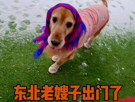 老嫂子出门了奥 #沙雕动物迷惑行为 #玖月是金毛 #抖音二创激励计划 #抖音过大年