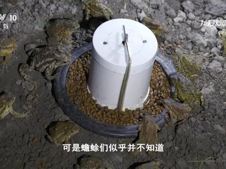 第13集:共25集王少强创新养蟾科教纪录片
来源:央视网
首播时间:2018年11月30日 20:41
视频简介:本期节目主要内容:蟾蜍俗称癞蛤蟆,它所产出的蟾酥和蟾衣都具有极高的药用价值,市场前景广阔。但由于蟾蜍的特性,喂食问题成了制约蟾蜍饲养行业发展多年的瓶颈。王少强经过多年的潜心钻研,发明出了获得国家专利的蟾蜍喂食机,终于解决了这一“世纪”难题。(《我爱发明》 20181130 蟾蜍喂食记)
《我爱发明》栏目是鼓励全民以智慧立业,传达“发明改变命运,智慧创造财富”的理念。是国内首个鼓励国人通过自己的发明创造创业的电视节目。