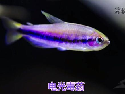 最贵的灯鱼(上)#南美水族 #灯鱼 #养鱼日记 #水族