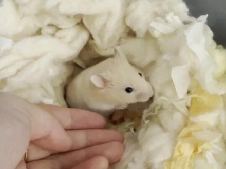 我也是新手做脱敏 亲测有效 大家可以试试看 祝大家都能拥有一只黏人又乖巧的梦中情鼠❤️#仓鼠熊 #萌宠出道计划 #养鼠日常 #萌宠