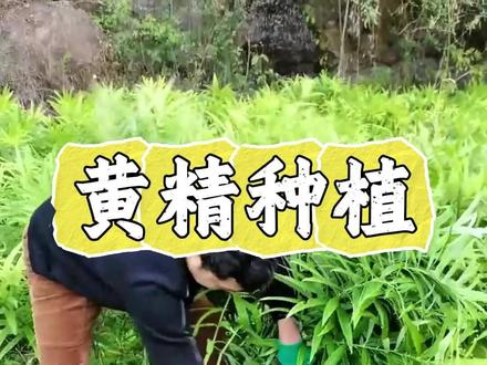 千万不要给黄精冬剪! #黄精种植#黄精施肥#黄精管理#黄精病害#黄精高产