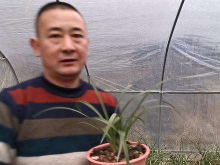 冬天兰花几天浇一次水?这么说就容易明白了,兰友:赶快去操作