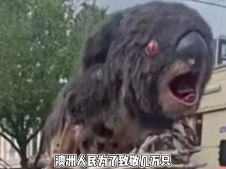 澳洲人民制作了死亡考拉在街上游行。 为致敬几万只在大火中死去的考拉,澳洲人民制作了死亡考拉在街上游行。