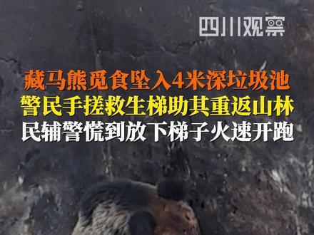 救援过程中双方都很紧张!4月23日,四川德格。#藏马熊被困垃圾池警民合力施救 “手搓”救生梯助其重回山林,面对藏马熊的咆哮,民辅警一度慌到放下梯子就一脚油门火速开跑。