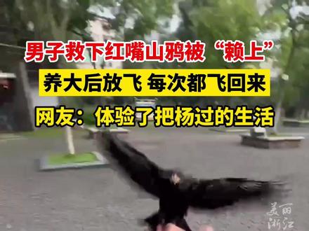 男子救下红嘴山鸦被“赖上”,养大后放飞,每次都飞回来! 网友:妥妥的杨过既视感(供稿:金蝉视频)#浙江dou知道