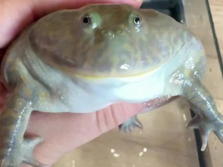 分不清手心手背的王二饼#小丑蛙生气 #海鲜 #小丑蛙 #日常分享