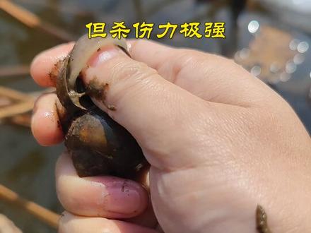 初生啊~福寿螺也是生命放过它们吧!(个别人爱心有些泛滥啊)#福寿螺卵 #现场实拍 #高端食材 #你们吃过吗
