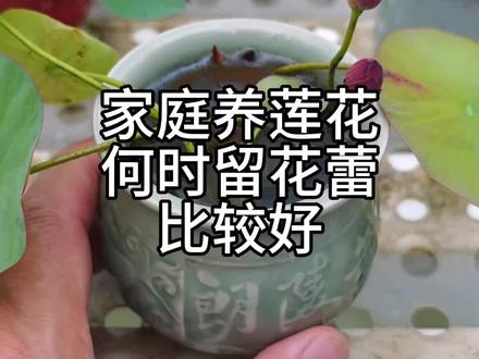 家庭养小微型莲花何时留花蕾比较好? #周劲松碗莲微型莲花荷花