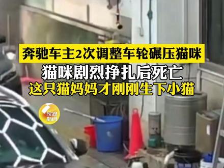 奔驰车主2次调整故意碾压猫咪。