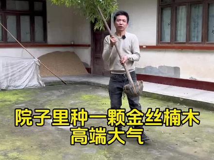 如果你家院子要种一颗树,可以选择金丝楠木#金丝楠木树苗 #金丝楠木 #别墅庭院植物 #三农