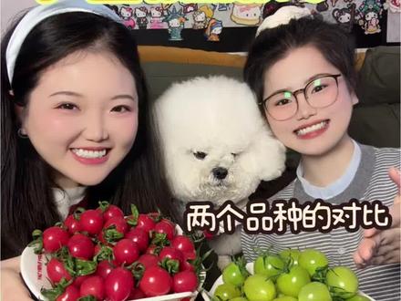 还有谁没吃过青甜2号和釜山88小柿子的我都会很伤心的OK?#青甜二号 #釜山88圣女果 #小番茄 #满级吃商指南 #青年创作者成长计划 @抖音作者助手