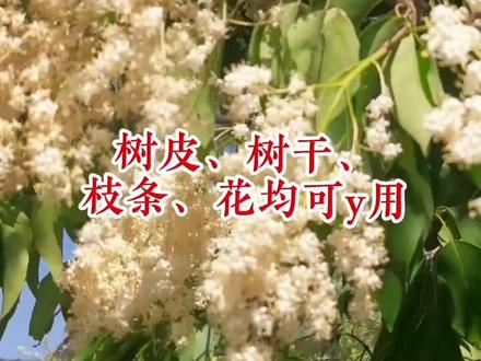 有没有人知道暴马丁香在沁源的土名字叫啥??#传统手艺