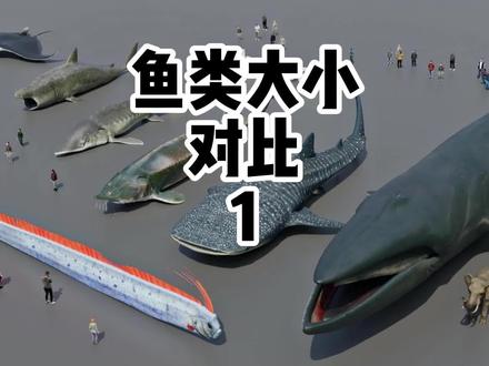 鱼类大小对比 来看看鱼类大小对比,最大的鱼类是什么鱼?
#海洋动物 #神奇动物在抖音 #大小对比 #抖音二创激励计划 #万人计划