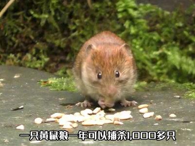 同样都是抓鼠高手,黄鼠狼对战猫咪,究竟谁会比较厉害?#猫咪 #黄鼠狼 #野生动物零距离 #宠物