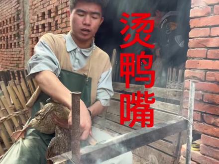 关于大家好奇的为什么要给鸭子烫嘴 #鸭子 #我的乡村生活 #优质农产品