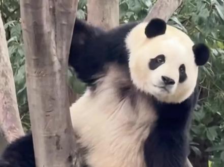 徐奶爸口中的小淑女福宝,竟然可以和邪恶洋葱头怡然骂的有来有回~#大熊猫福宝 #大熊猫怡然 #来这吸熊猫