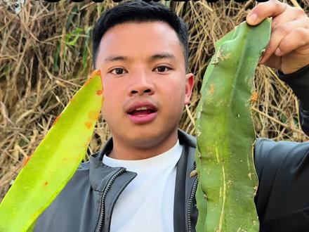 #抖音商城#我的农村生活 #有一种叫云南的生活 #我的农村生活 #乡村守护人 刷到过很多人都吃火龙果树今天我也试一试什么味道,凉拌以后吃起来还是蛮不错的