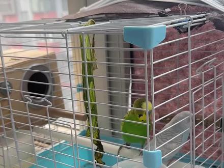 #养鸟, 因为点啥呐?搞不懂