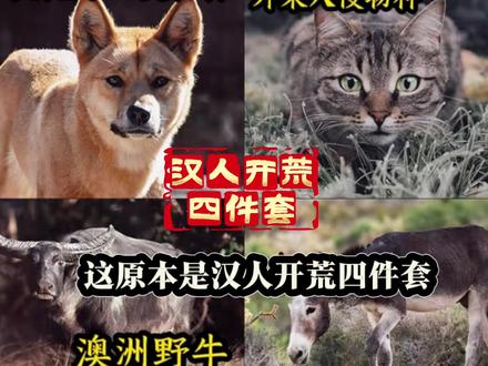 是不是感觉很眼熟?#澳洲野狗 #澳洲野猫#澳洲野牛#澳洲野驴#血脉觉醒