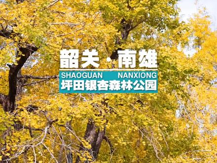 绝美秋色等你来 #韶关#坪田银杏森林公园 打卡攻略,完全免费!#dou来广东百千万 #广东DOU是好风光 #旅行推荐官