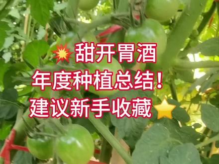 小番茄网红品种甜开胃酒!2025年度种植总结来啦!强烈建议新手朋友收藏,后续方便26年种植参考。#甜开胃酒小番茄 #爱种菜#家门口的小菜园 #种菜小技巧 #城市菜园 #番茄种植