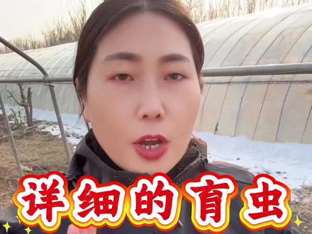 育虫的详细流程,供各位想学习的老乡参考
#蛋白虫养殖 #菌亿多发酵饲料 #适用鸡鸭鹅猪牛羊鱼虾蟹 #三农 #农村创业养殖
