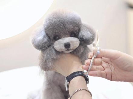 来呀,更新啦
水母头造型来一波🎐
美容师时常困扰狗狗动耳朵动的时候真假耳毛老是分家,来把试一下水母头🤩#泰迪剪毛教程 #泰迪水母头 #宠物美容培训