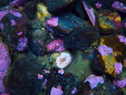 鱼类的聪明程度,远超我们的想象 #动物世界 #自然纪录片