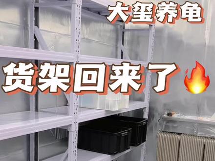 乌龟温室搭建#真实生活分享计划 #养龟日常 #果核泥龟 #窄桥蛋龟 #温室