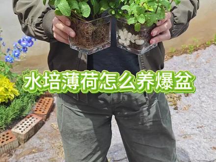 水培薄荷怎么养爆盆,长得又壮又绿#水培薄荷 #薄荷#薄荷盆栽#水培
