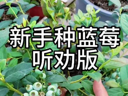 新手听劝的我已经实现蓝莓自由了,你们呢? #记录我的种植生活 #蓝莓 #种植小技巧 #蓝莓种植 #经验分享
