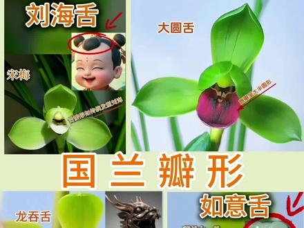 国兰瓣形,舌瓣的分类与鉴赏(一)#冷知识科普 #兰花瓣形 #每天跟我涨知识 #兰花基础知识 #兰花瓣形分类