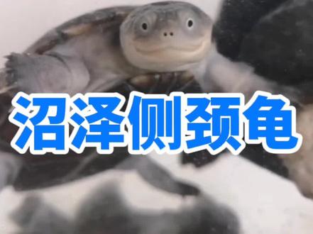 上可怒怼雄狮,下可撒娇卖萌,聊一聊沼泽侧颈龟