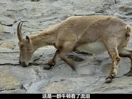 每一只岩羊都是绝对的攀岩高手 #岩羊 #纪录片 #攀岩 #动物科普 #涨知识