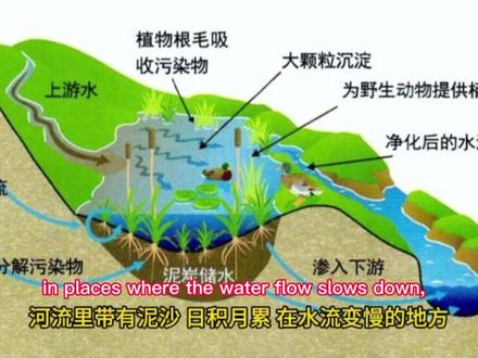 沼泽地是如何形成的呢?中英字幕 #英语 #科普一下 #儿童教育 #知识百科 #十万个为什么
