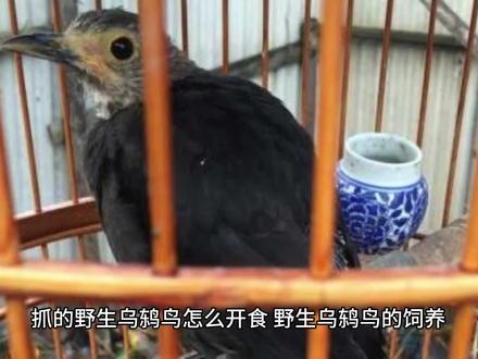 抓的野生乌鸫鸟怎么开食