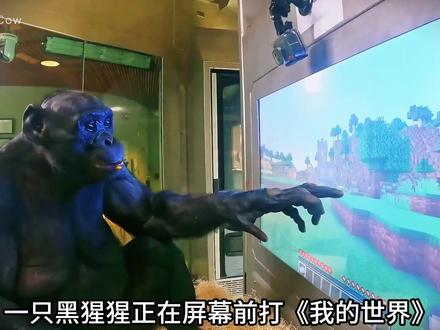 黑猩猩已经进入石器时代#科普