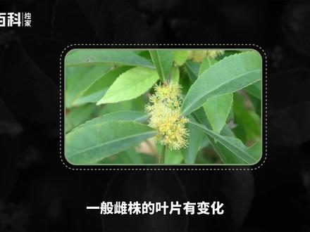 柞木——具有独特木纹的“中国橡木”#柞木