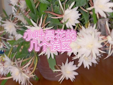 看完这个视频,你或许就对小叶昙花有所了解了。很多人拿着大叶昙花的认知来对比小叶昙花😄😄#昙花 #昙花一现 #小叶昙花