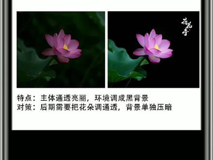 荷花怎么调出高级感#p图 #调色 #后期修图 @抖音小助手