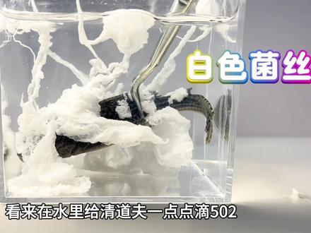 把502胶和一只清道夫放一起!居然变成了小丑鱼! #清道夫 #趣味实验 #502胶水