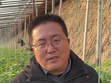 山东淄博番茄种植户实拍,看看泰番4307到底为什么真的受欢迎#番茄品种推荐 #泰山番茄创新研究院 #大口感番茄苗