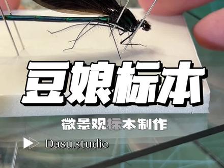 豆娘标本制作教学 #蜻蜓#标本制作#豆娘#手工diy