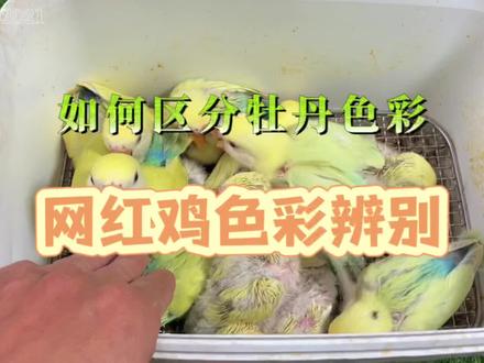网红鸡奥桂颜色区别!#创作灵感 #手养鹦鹉 #神奇动物在抖音 #萌宠 #萌宠出道计划