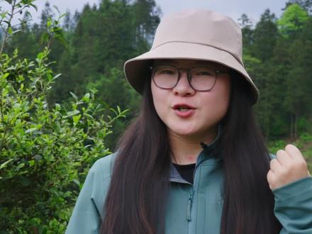 终于见到我的梦中情树,植物界大熊猫,珙桐 #来贵州上春山