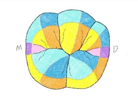 画牙视频3-下颌第一磨牙形态分析#画牙视频