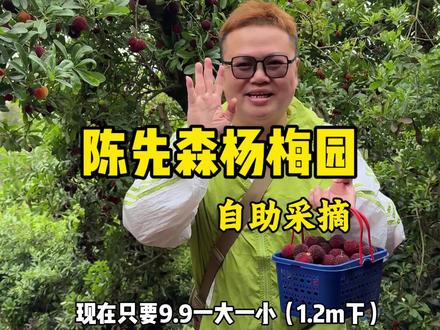 杨梅成熟了,只要9.9一大一小进园随便摘随便吃,就在#陈先森杨梅园 #杨梅熟了 #杨梅采摘园