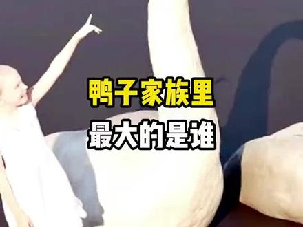 最大的鸭子🦆#鸭子 #百科 #动物世界