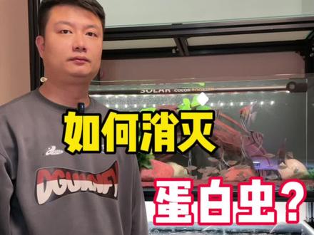 如何消灭蛋白虫#养鱼日记 #新手养鱼 #观赏鱼 #水族